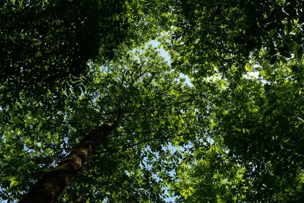 Serra de Montejunto – ID19