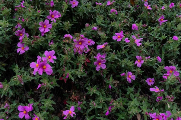 Serra de Montejunto – ID21