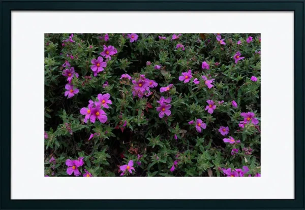 Serra de Montejunto – ID21