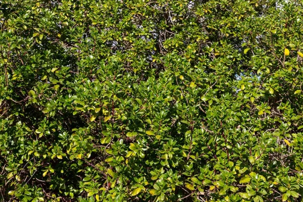 Alenquer - Poster ID98