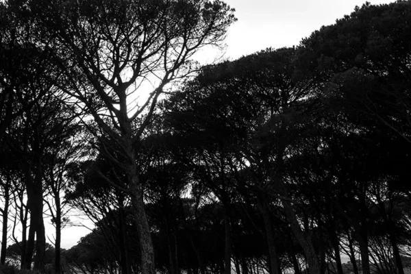 Serra de Montejunto - Poster ID51