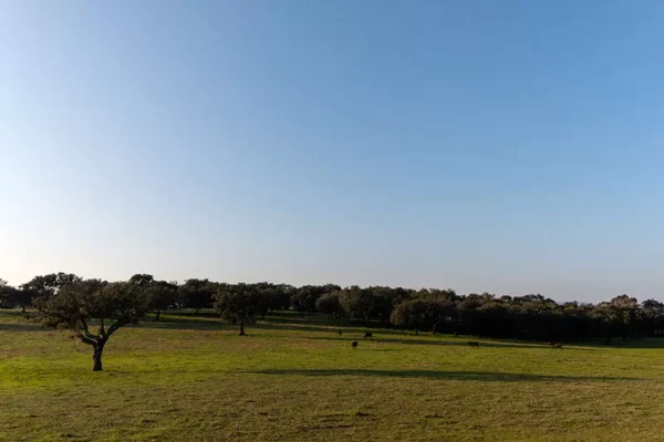 Alenquer - Poster ID120