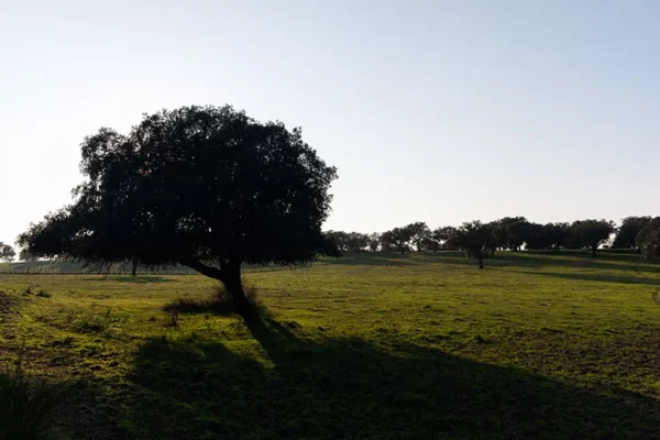 Alenquer - Poster ID124