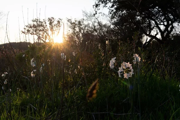 Alenquer - Poster ID133