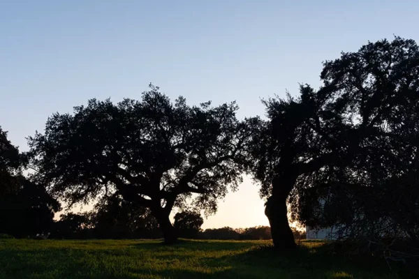 Alenquer - Poster ID137