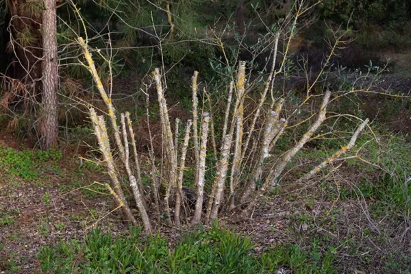 Alenquer - Poster ID165