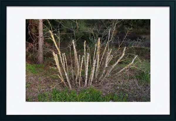 Alenquer - Poster ID165