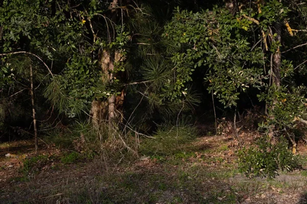 Alenquer - Poster ID168