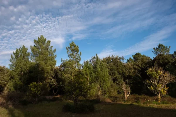 Alenquer - Poster ID169