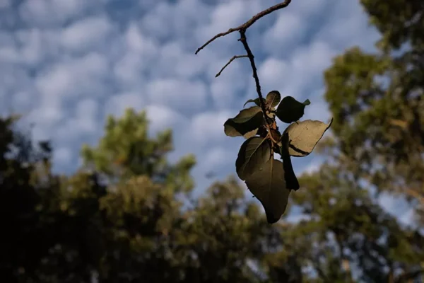 Alenquer - Poster ID174