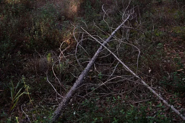 Alenquer - Poster ID175