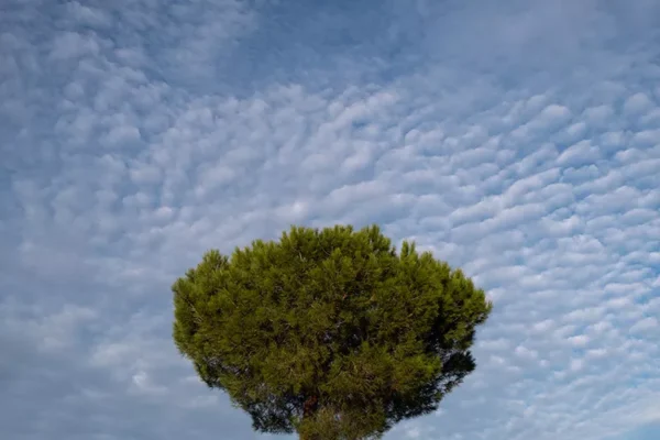 Alenquer - Poster ID183