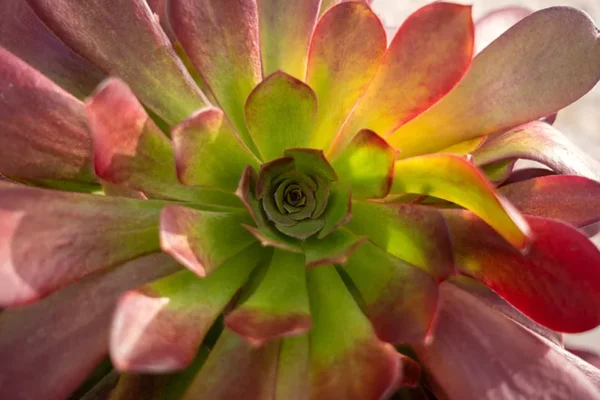 Alenquer - Poster ID202